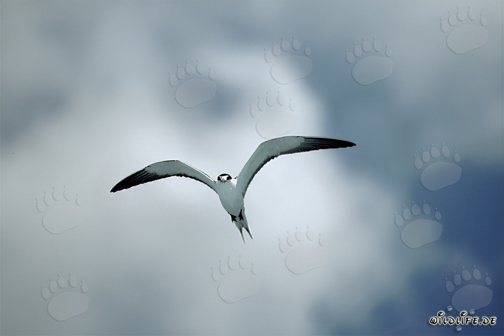 Graceful Sooty Tern against Dramatic Cloudy Sky
