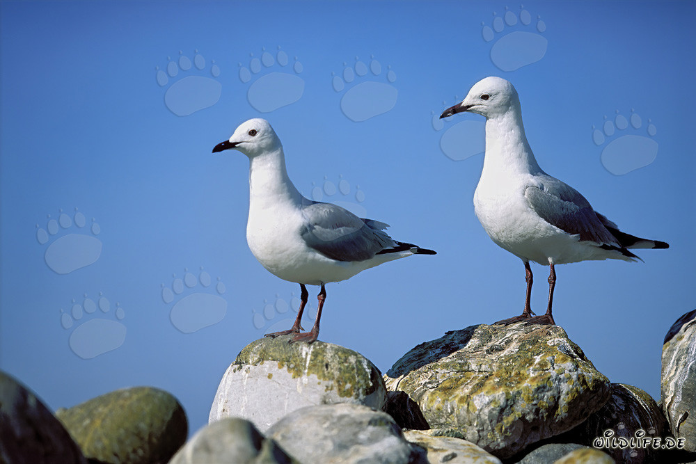 Dos majestuosas gaviotas de Hartlaub en las rocas de la Isla Dyer en Sudáfrica