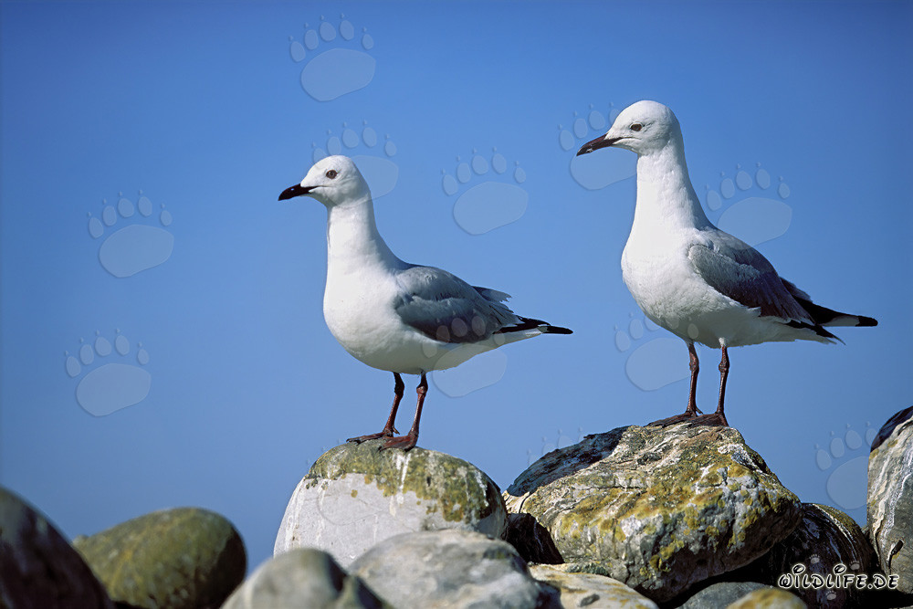 Deux mouettes de Hartlaub majestueuses sur les rochers de l'île Dyer en Afrique du Sud