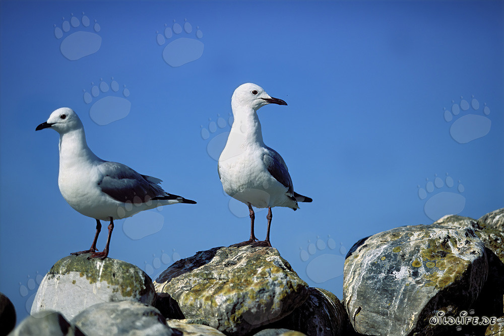 Fascinantes gaviotas de Hartlaub en las rocas de la Isla Dyer