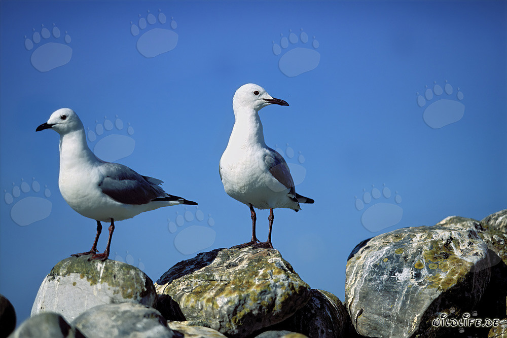 Faszinierende Hartlaubmöwen auf den Felsen der Dyer Island