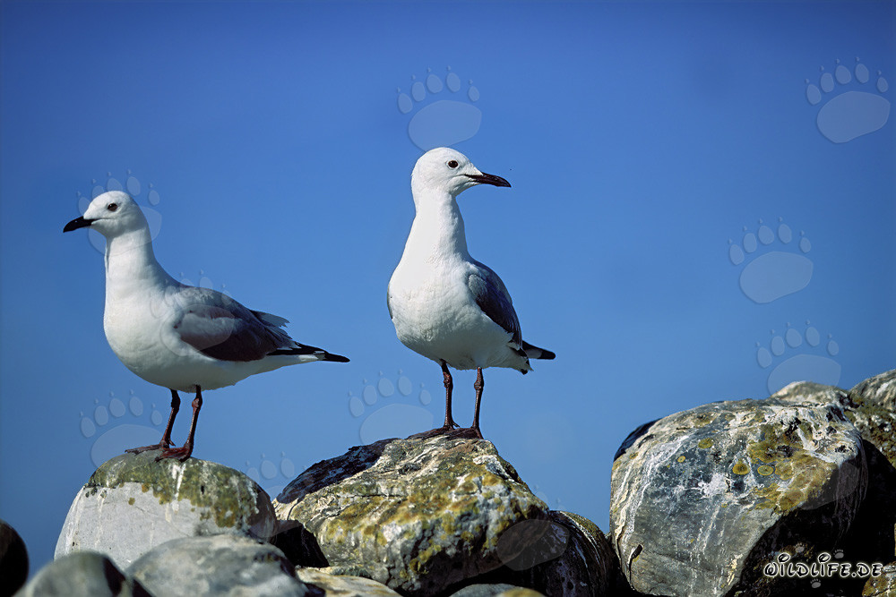 Fascinating Hartlaub's Gulls on the Rocks of Dyer Island