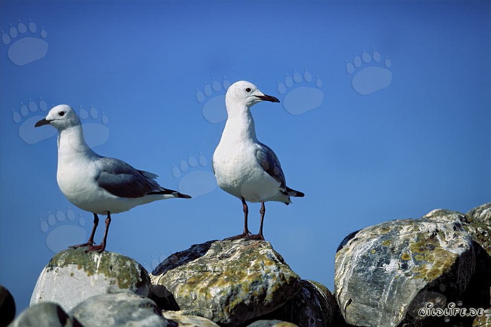 Mouettes de Hartlaub fascinantes sur les rochers de l'île de Dyer