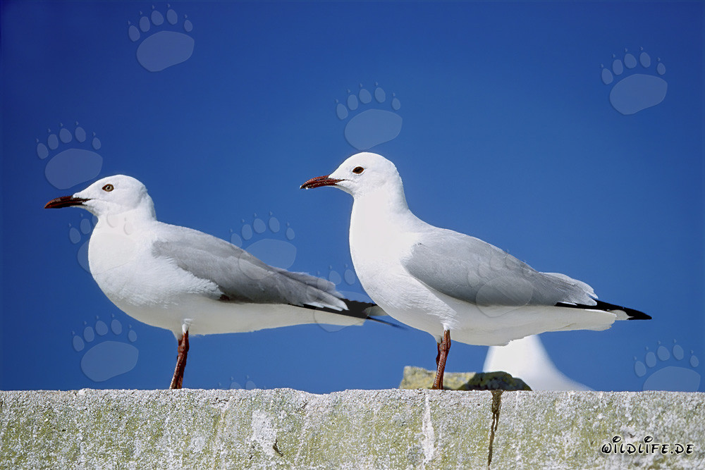 Dos gaviotas de Hartlaub majestuosas en la isla Dyer en Sudáfrica