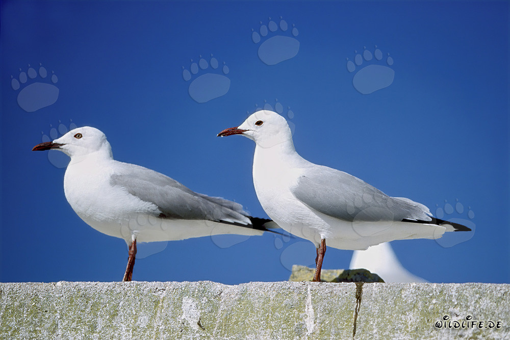 Two majestic Hartlaub's gulls at Dyer Island in South Africa