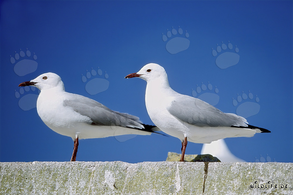 Deux mouettes de Hartlaub majestueuses sur l'île Dyer en Afrique du Sud