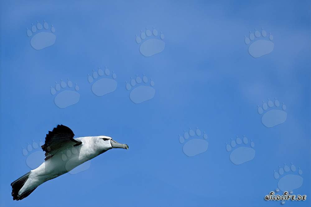Albatros à sourcils noirs majestueux sur l'île Dyer, Afrique du Sud