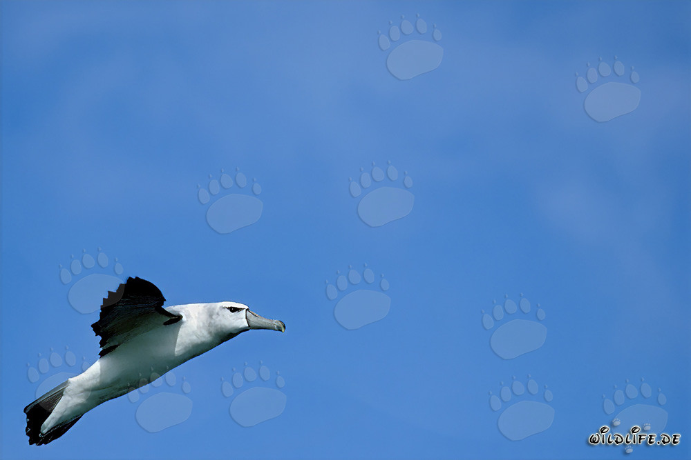 Albatros de ceja negra majestuoso en Isla Dyer, Sudáfrica