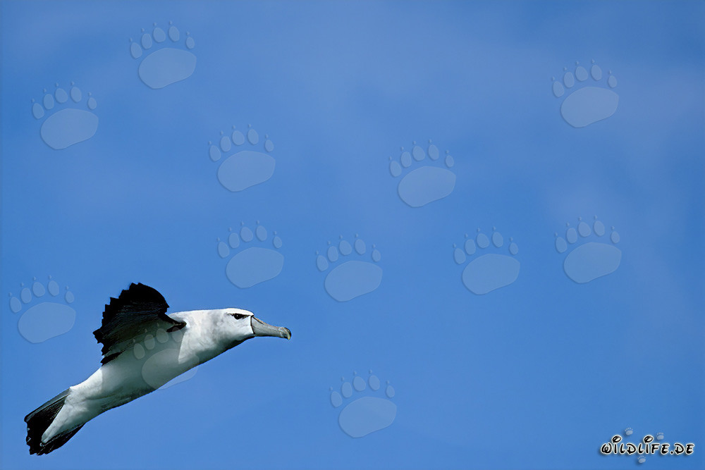 Majestic Black-browed Albatross on Dyer Island, South Africa