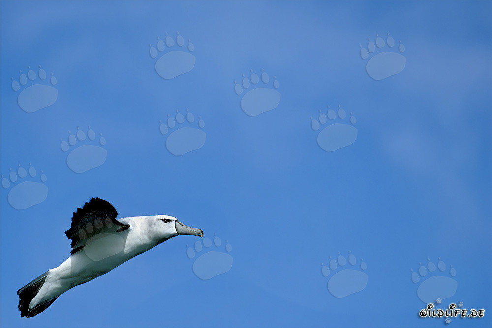 Majestätischer Schwarzbrauenalbatros auf Dyer Island, Südafrika