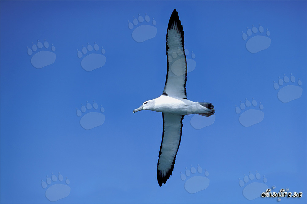 Albatros de ceja negra majestuoso en la Isla Dyer, Sudáfrica