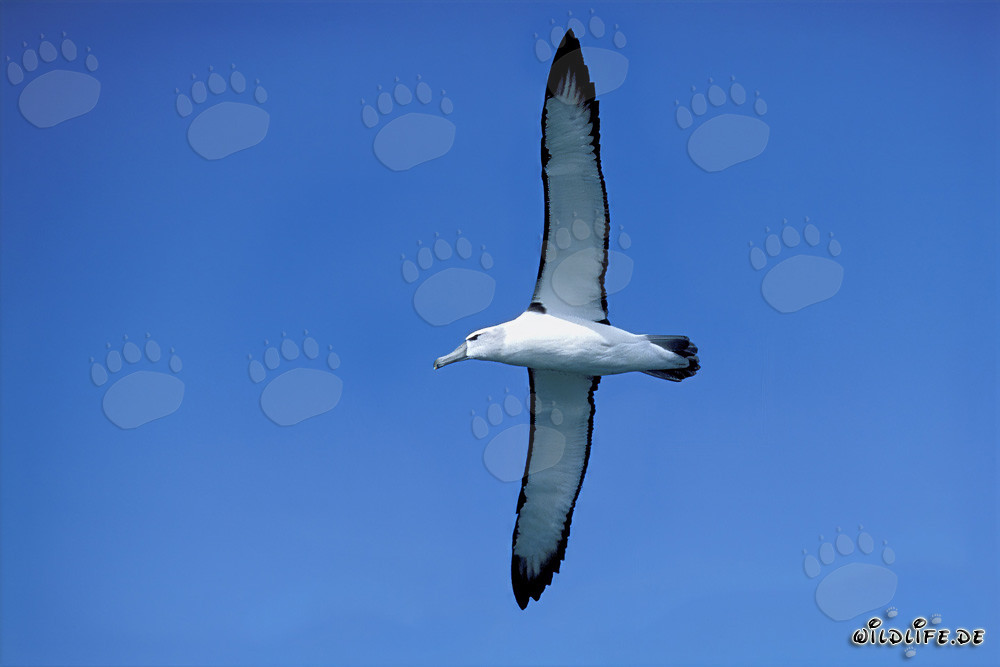 Albatros dal sopracciglio nero maestoso sull'Isola Dyer, Sudafrica