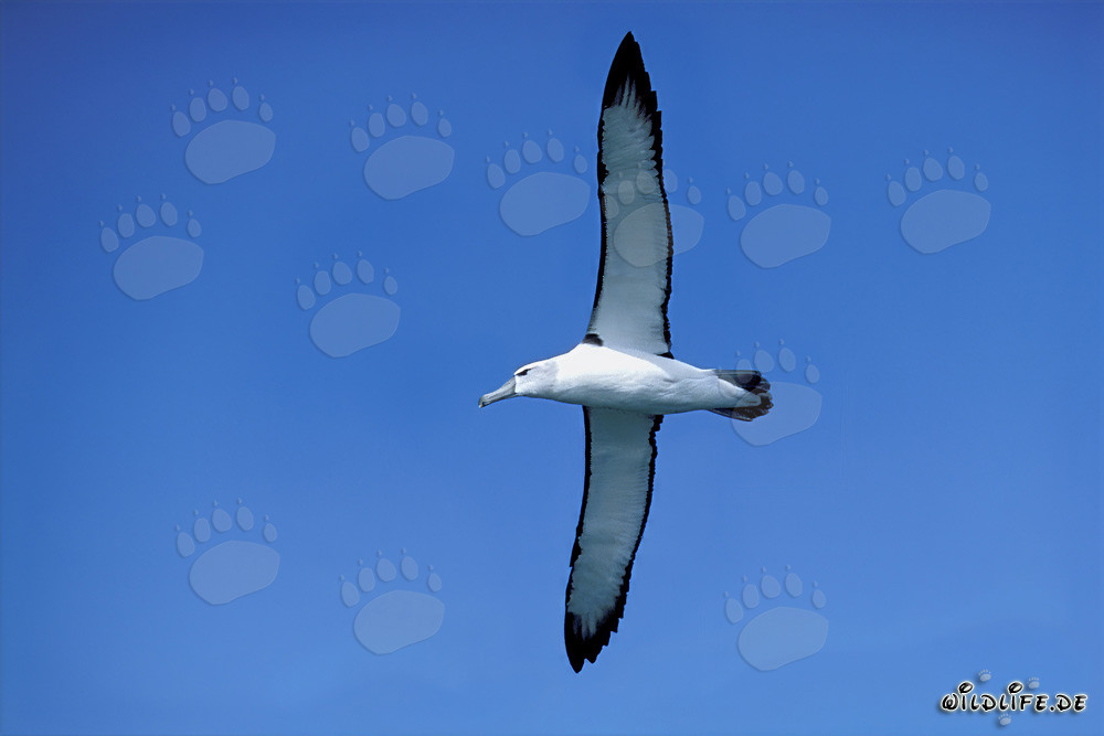 Albatros à sourcils noirs majestueux sur l'île de Dyer, Afrique du Sud