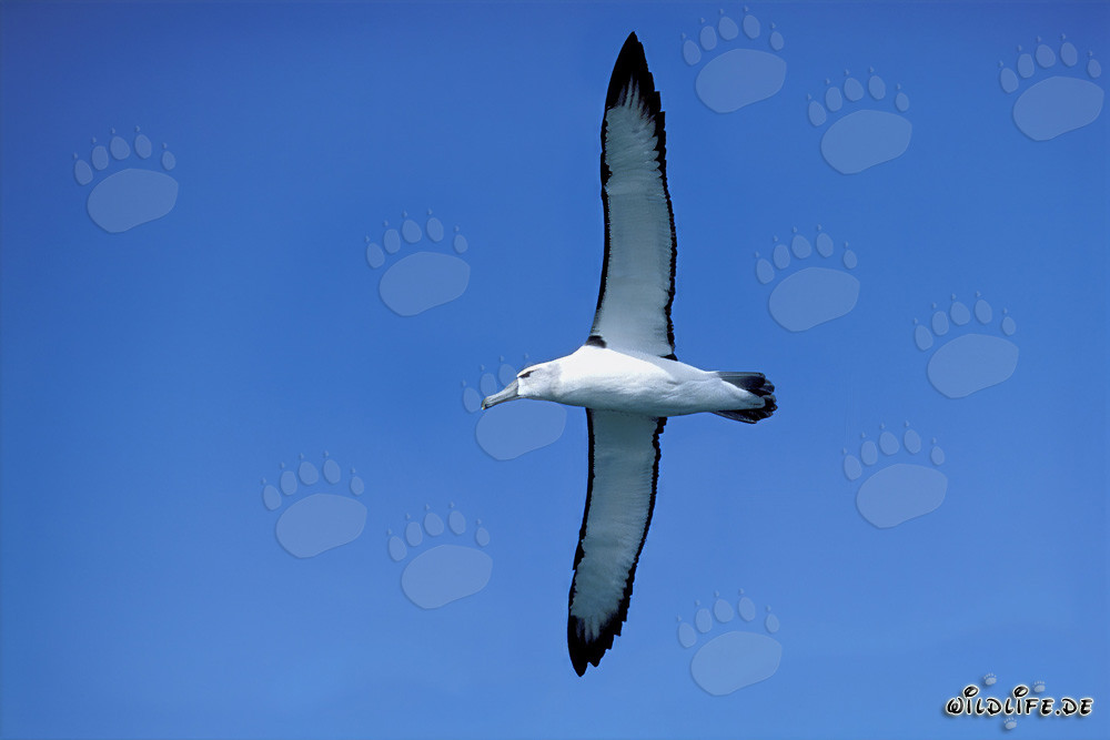 Majestic Black-browed Albatross on Dyer Island, South Africa