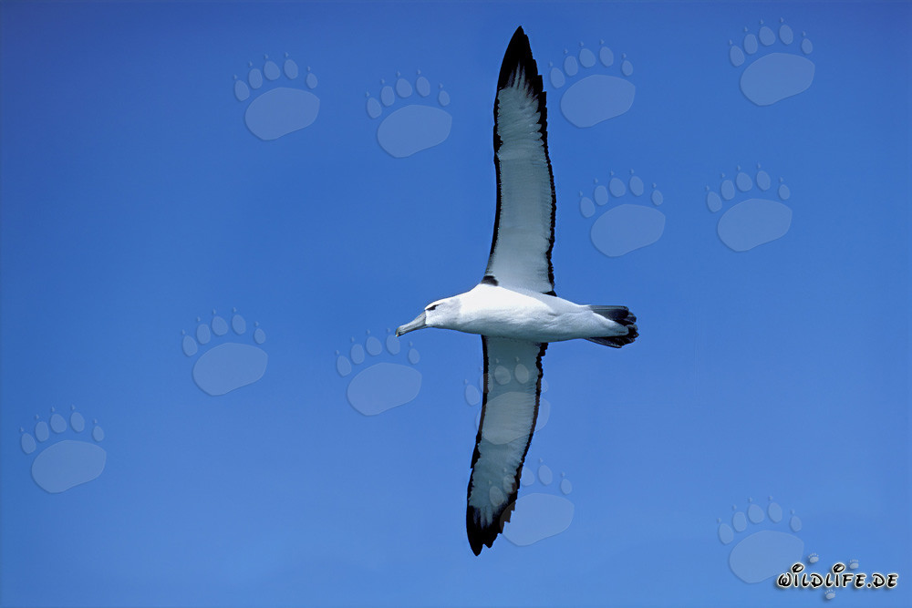 Majestätischer Schwarzbrauenalbatros auf Dyer Island, Südafrika