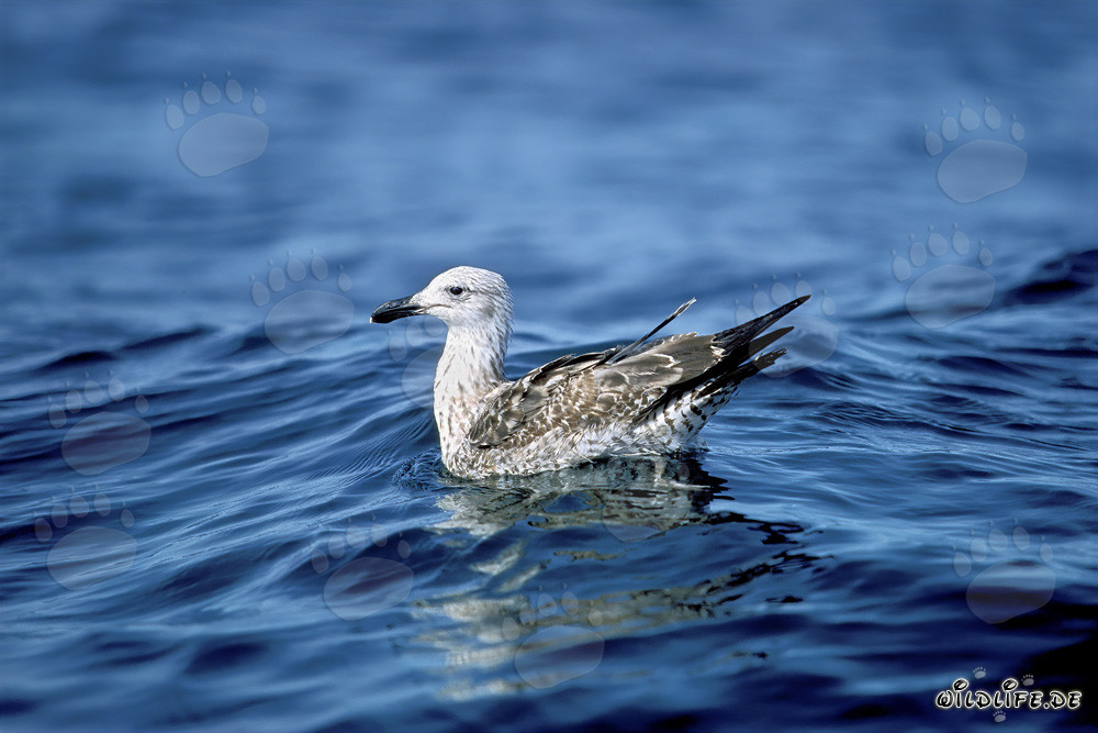 Jeune mouette dominicaine nage majestueusement sur la mer étincelante