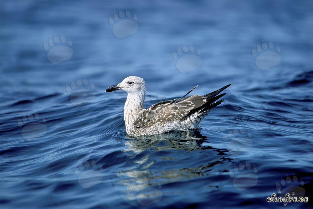 Joven gaviota dominicana nada majestuosamente en el mar brillante