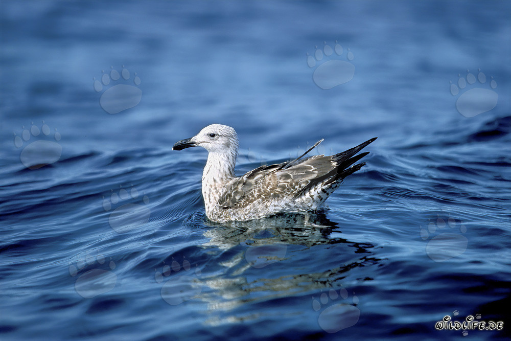 Junge Dominikanermöwe schwimmt majestätisch auf dem glitzernden Meer