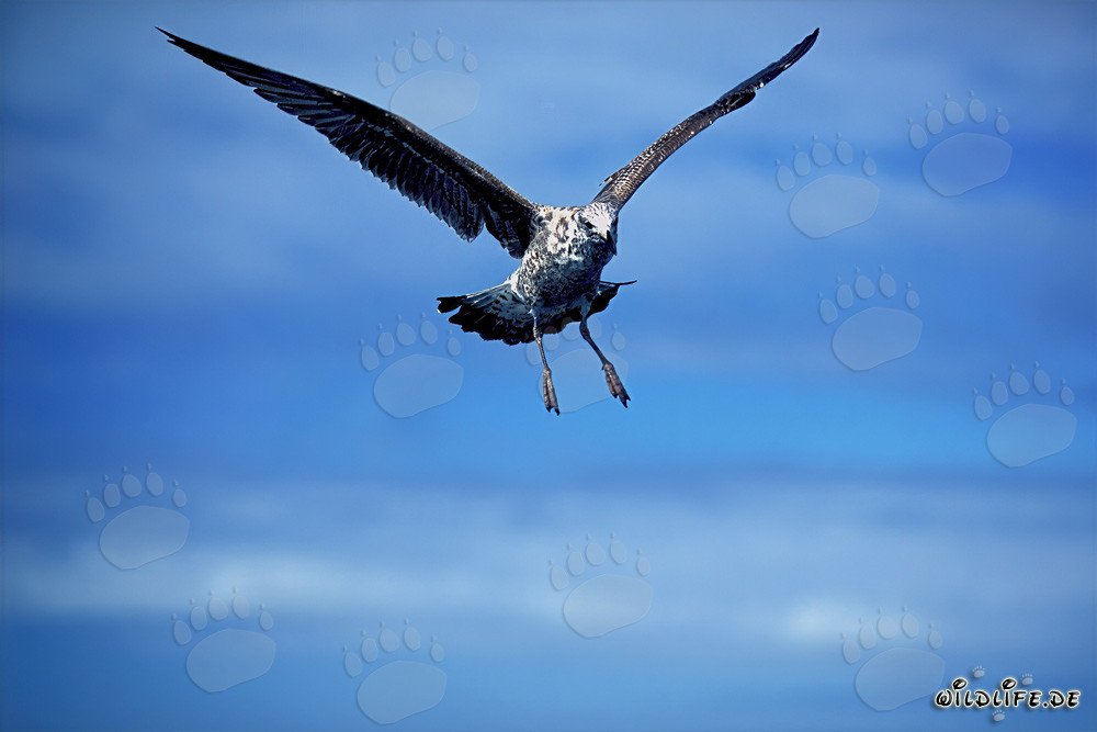 Elegante fliegende junge Dominikanermöwe in der Luft