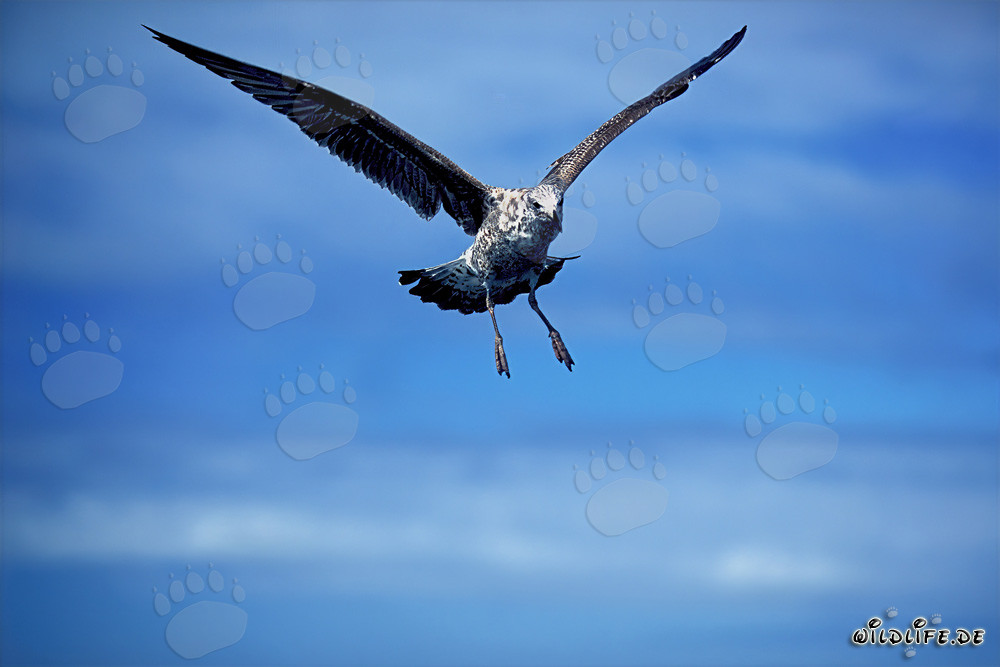 Graceful flying young Kelp gull in the sky
