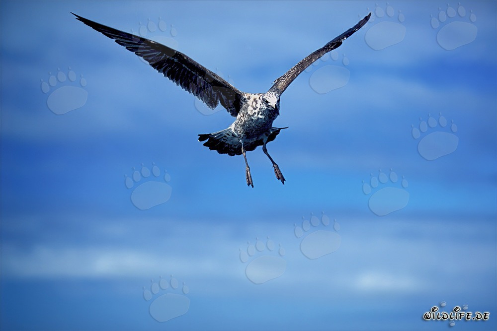 Elegante giovane gabbiano dominicano in volo nell'aria