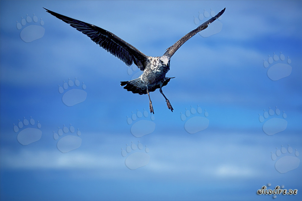 Jeune goéland dominicain élégant volant dans les airs