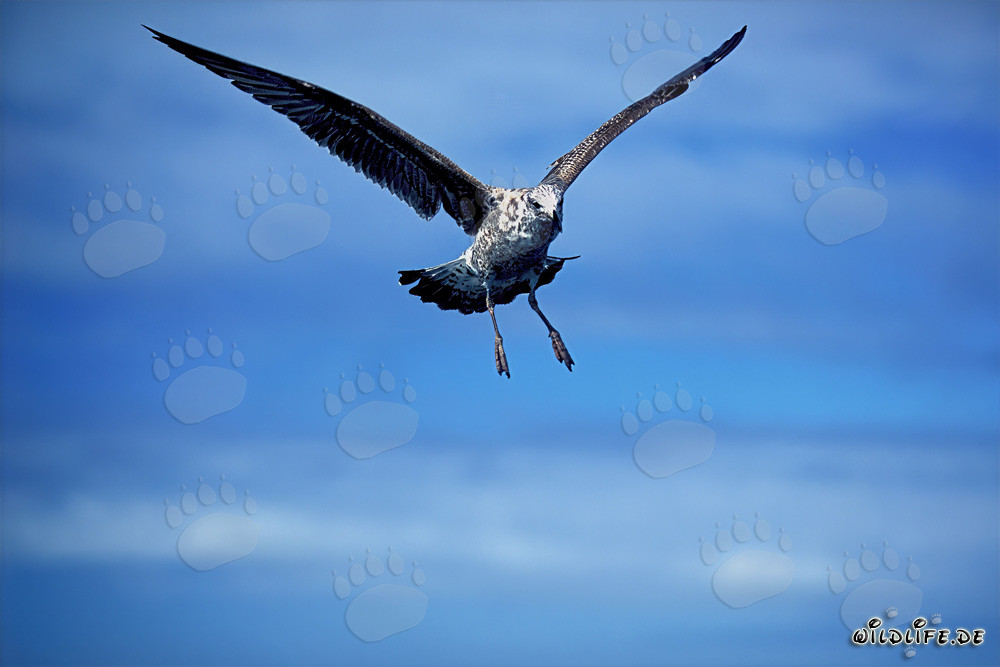 Elegante joven gaviota dominicana volando en el aire