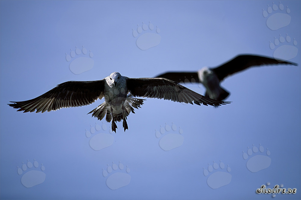 Observing Fascinating Kelp Gulls on the Coast of South Africa