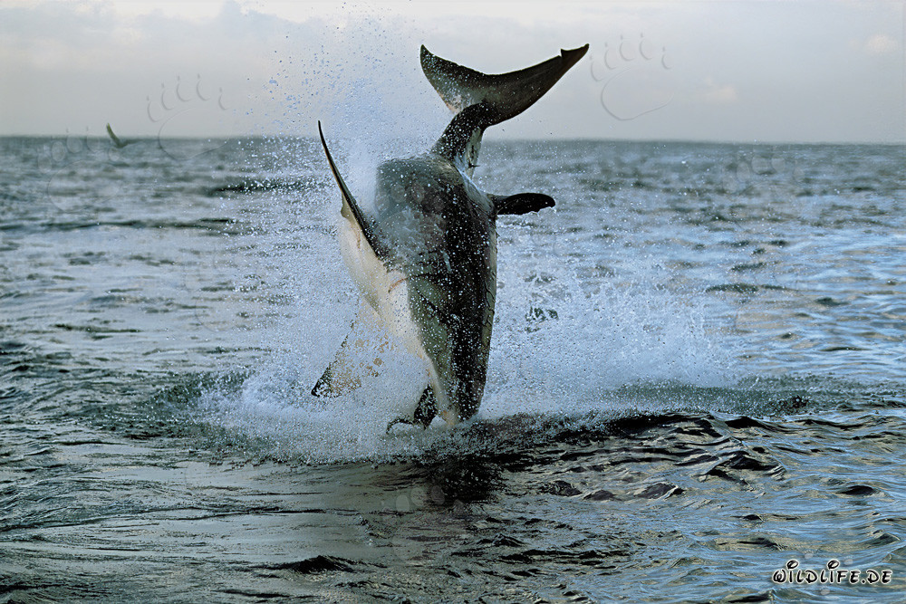 Grand requin blanc sautant devant l'île aux phoques