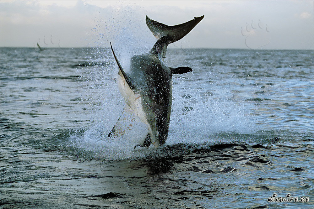 Breaching Great White Shark near Seal Island