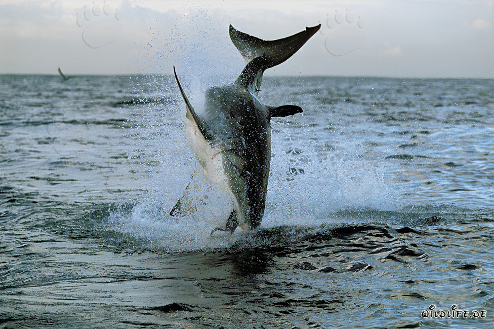 Tiburón blanco saltando frente a la Isla de las Focas