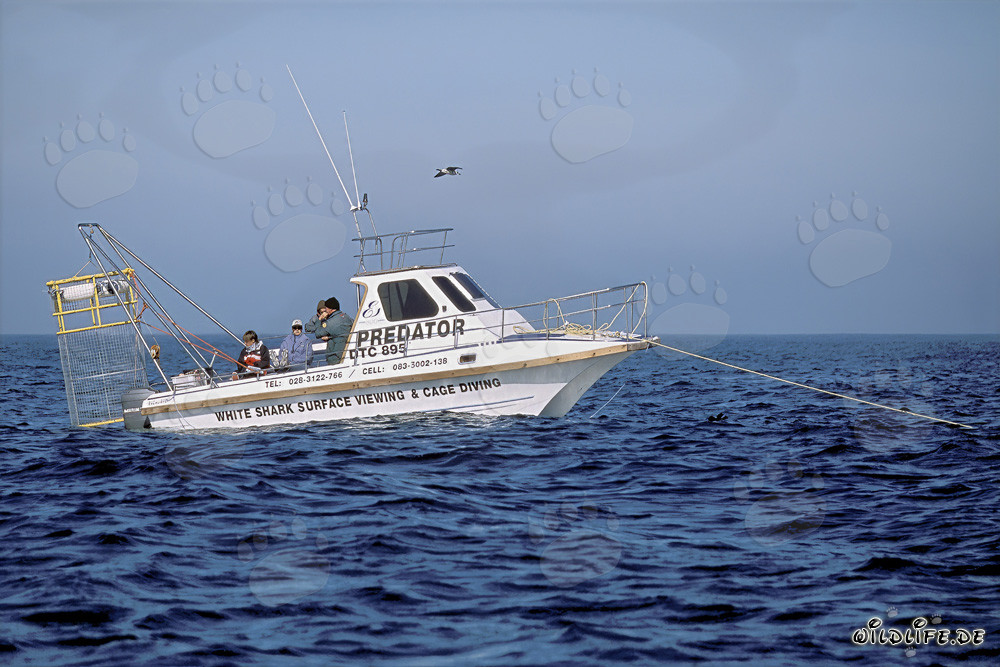 Fascinante barco de observación de tiburones frente a la Isla Dyer en Sudáfrica