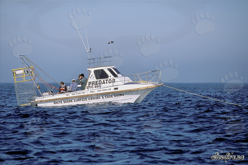 Faszinierendes Hai Beobachtungsboot vor Dyer Island in Südafrika
