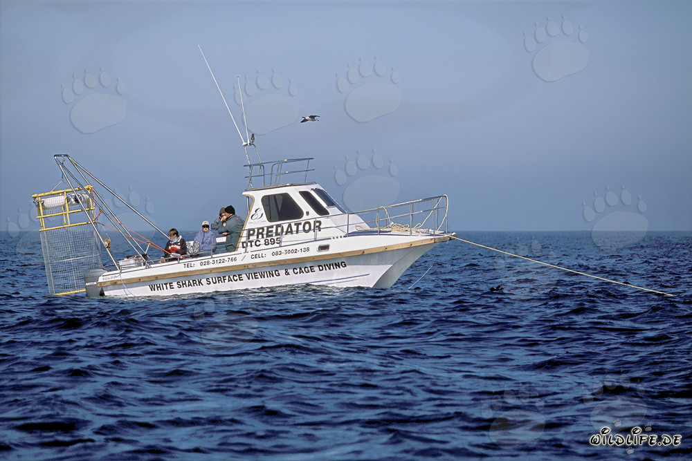 Fascinating Shark-Watching Boat near Dyer Island in South Africa
