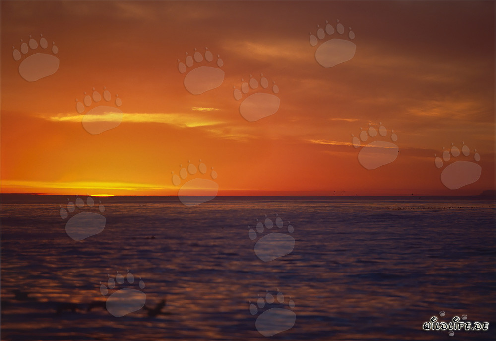Coucher de soleil romantique sur l'océan