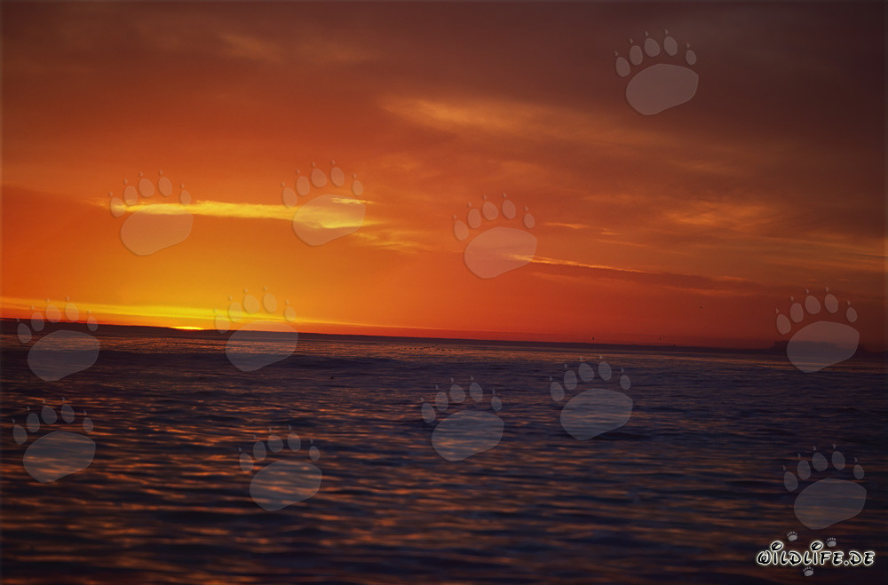Romantischer Sonnenuntergang über dem Meer in Südafrika