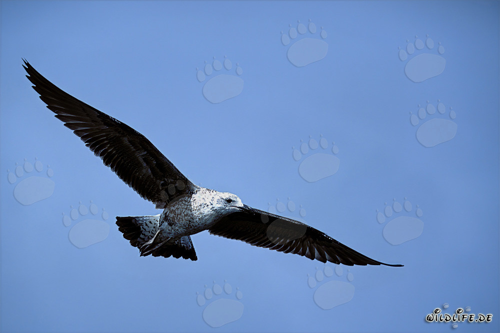 Majestätische junge Dominikanermöwe im Flug