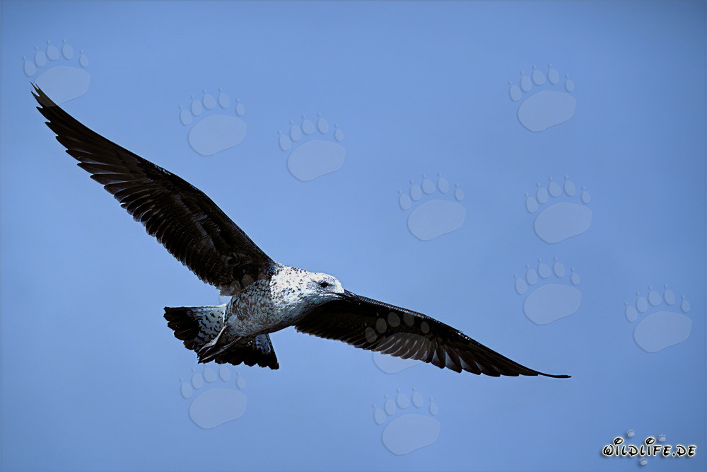 Majestic young Kelp Gull in flight