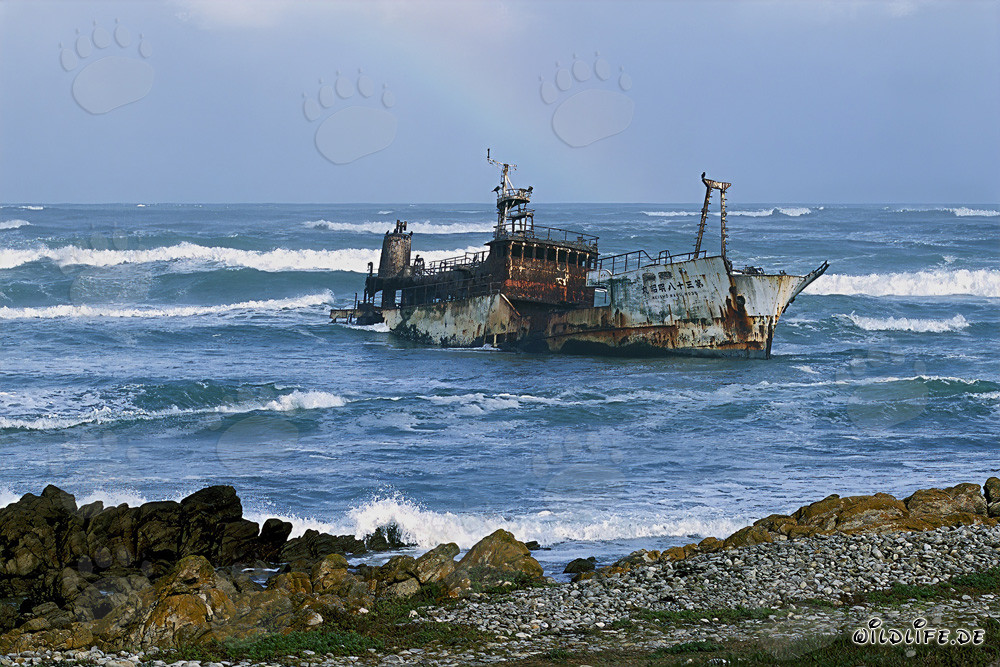 Meisho Maru 38 - Wrack am Kap der Nadeln