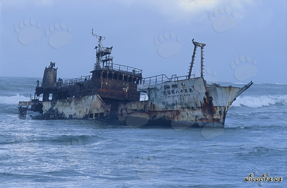 Wrack der Meisho Maru 38 am Kap der Nadel