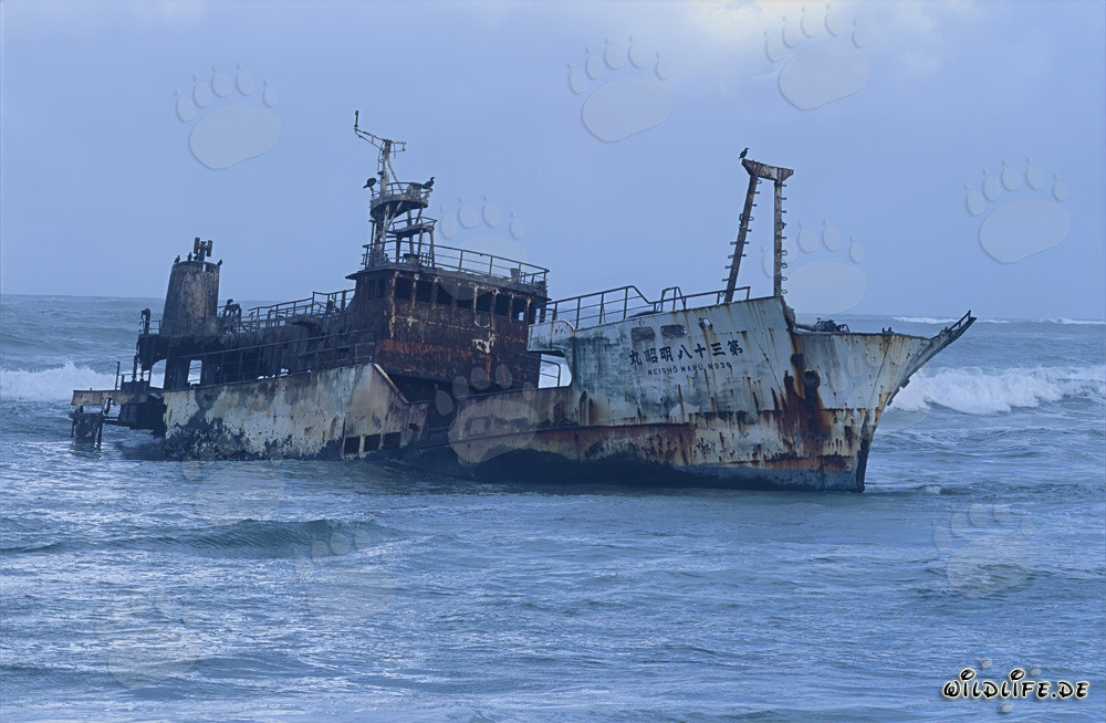 Wreck of the Meisho Maru 38 at Needle Cape