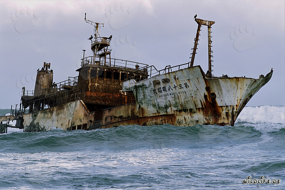 Épave du Meisho Maru 38 au Cap Agulhas sauvage en Afrique du Sud