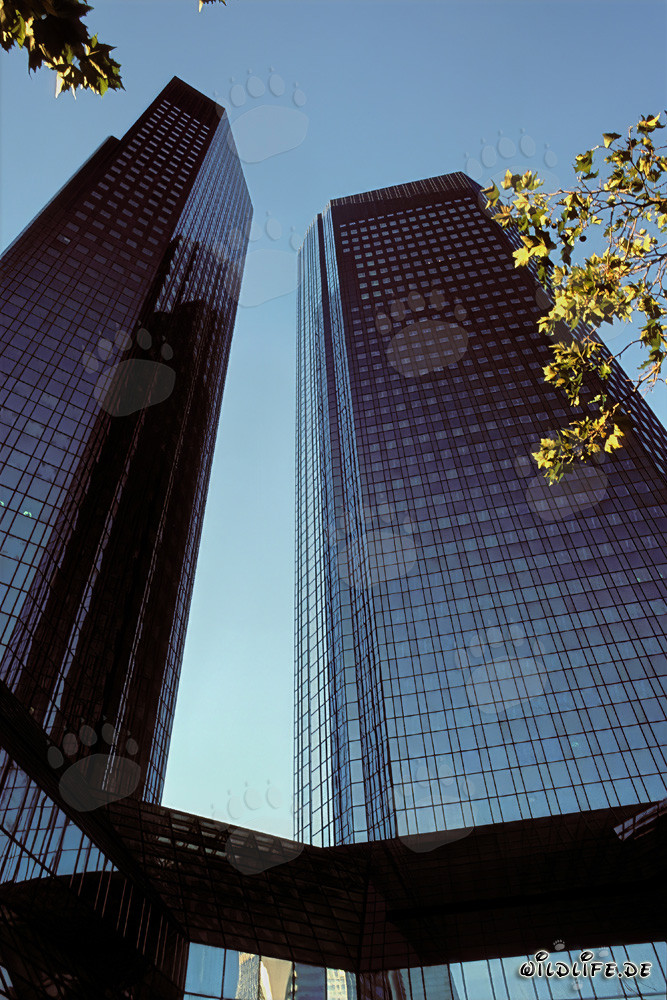 La sede della Deutsche Bank a Francoforte - Simbolo della città bancaria