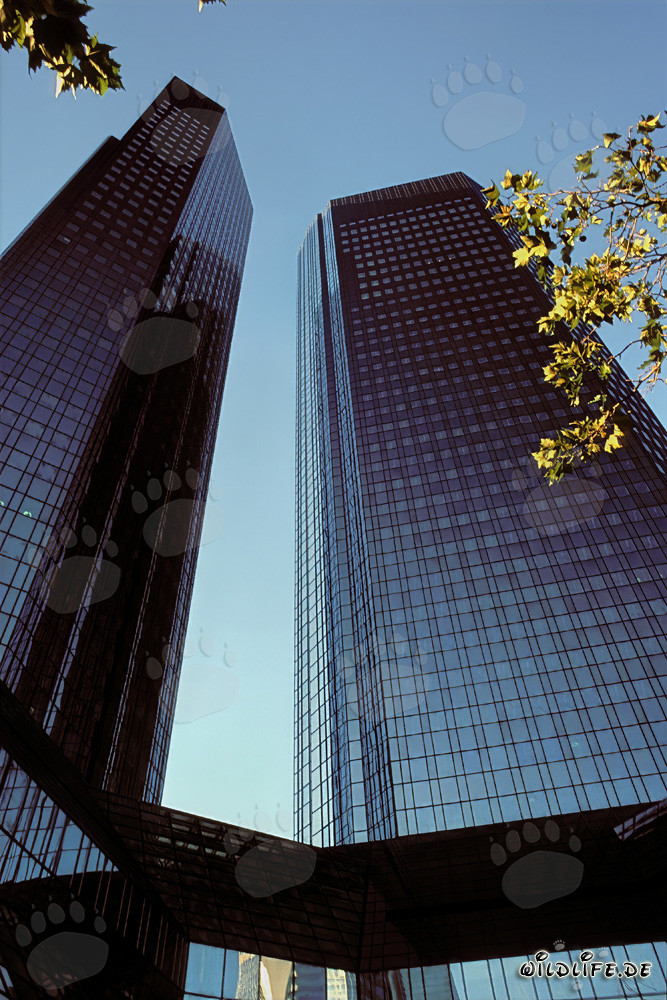 La sede de Deutsche Bank en Frankfurt - Símbolo de la ciudad bancaria