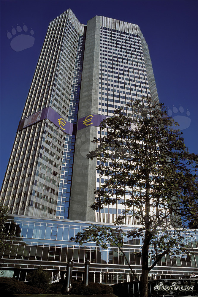 Banca Centrale Europea (BCE) - Torre dell'Euro a Francoforte sul Meno