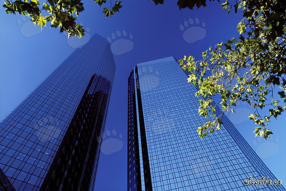 The Twin Towers of Deutsche Bank in Frankfurt