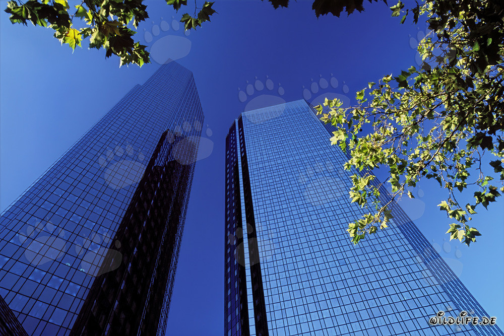 Die Zwillingstürme der Deutschen Bank in Frankfurt am Main