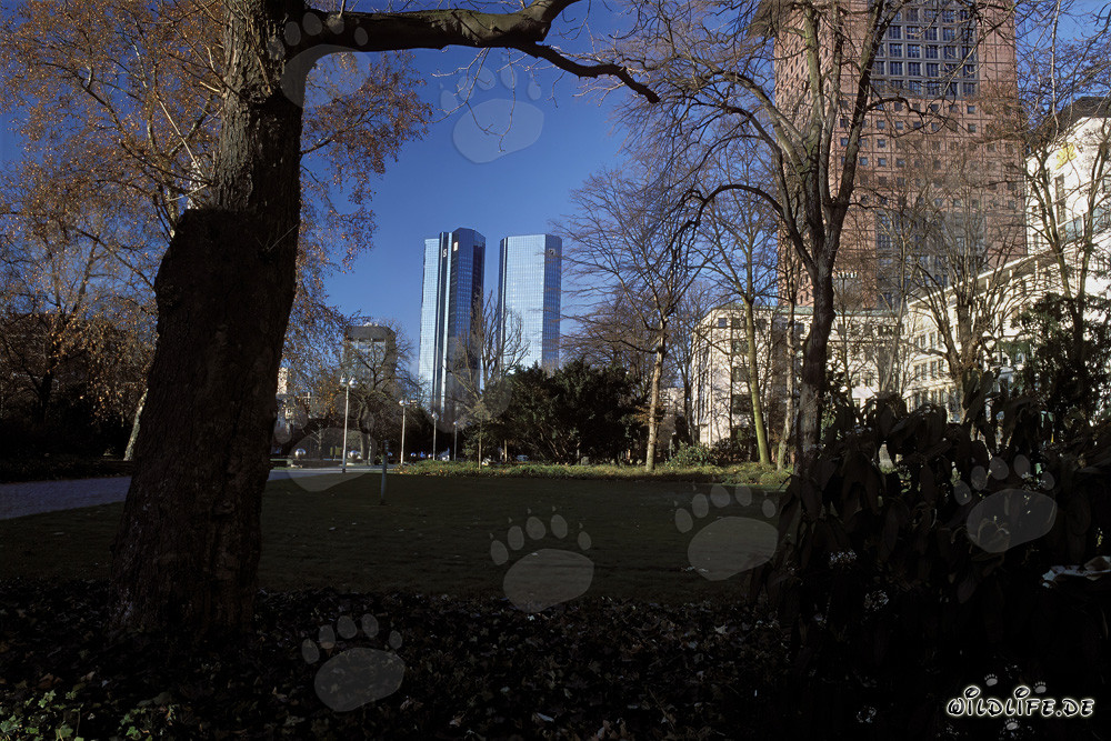 The Twin Towers of Deutsche Bank Headquarters in Frankfurt