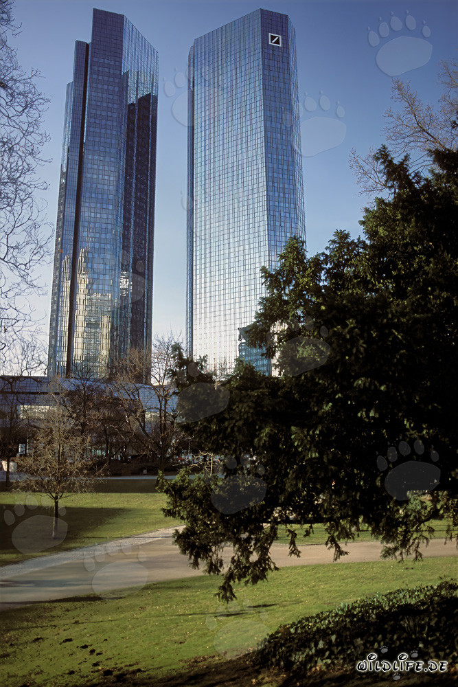 The Twin Towers of Deutsche Bank in Frankfurt