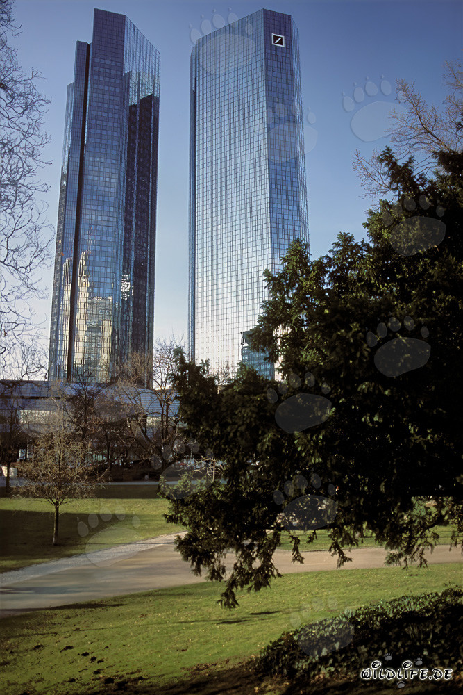 Die Zwillingstürme der Deutschen Bank in Frankfurt